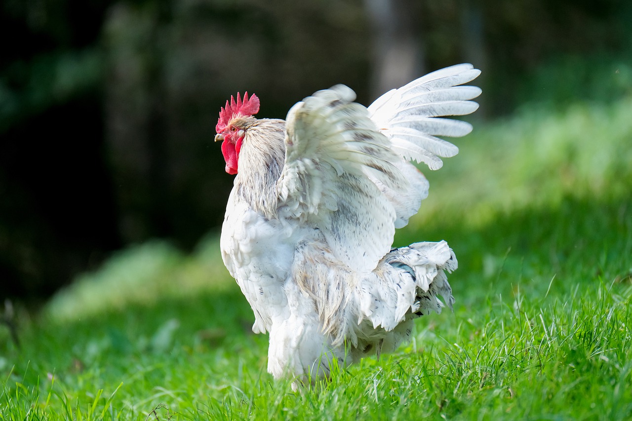 rooster, chicken, wings-5748524.jpg
